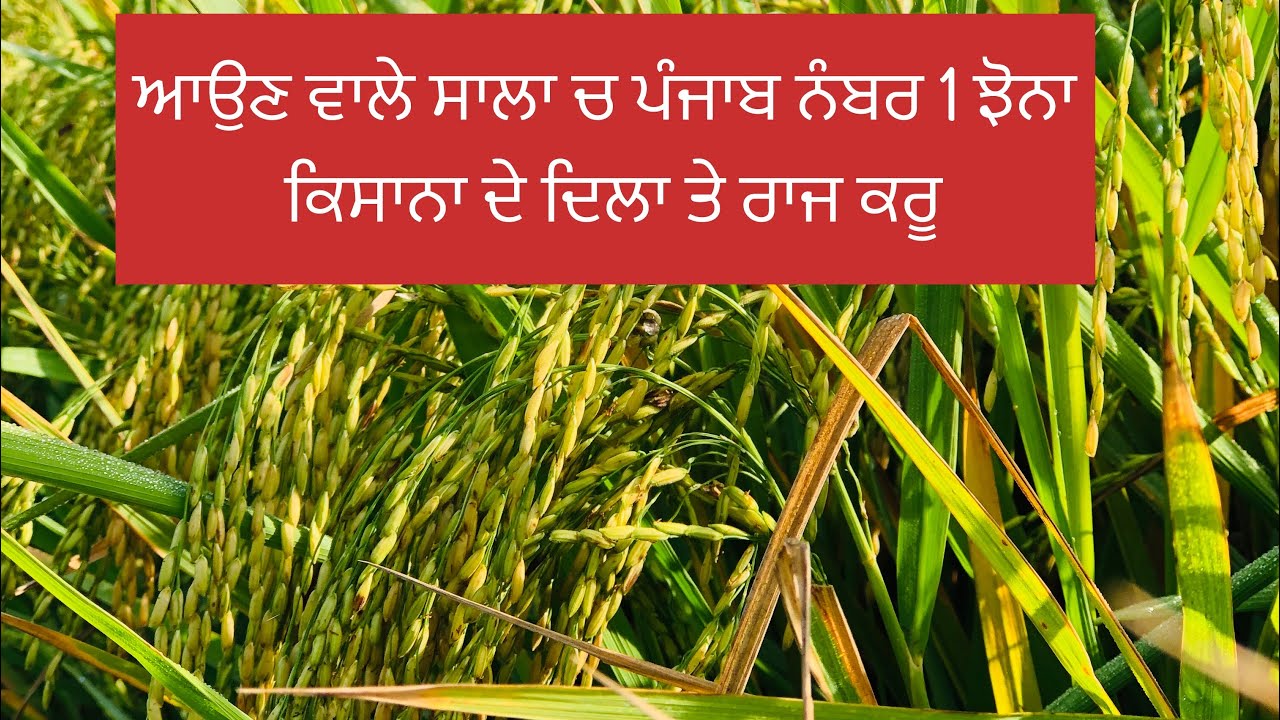 ਪੰਜਾਬ ਨੰਬਰ 1 ਝੋਨਾ ਕਿੰਮਾ ਸਮਾ ਲੈਦਾ ਤੇ ਕਿੰਨਾ ਝਾੜ ਦਿੰਦਾ ਪੂਰੀ ਜਾਣਕਾਰੀ ਦੇਖੋ ਵੀਡੀਉ ਚ #punjab no1 paddy