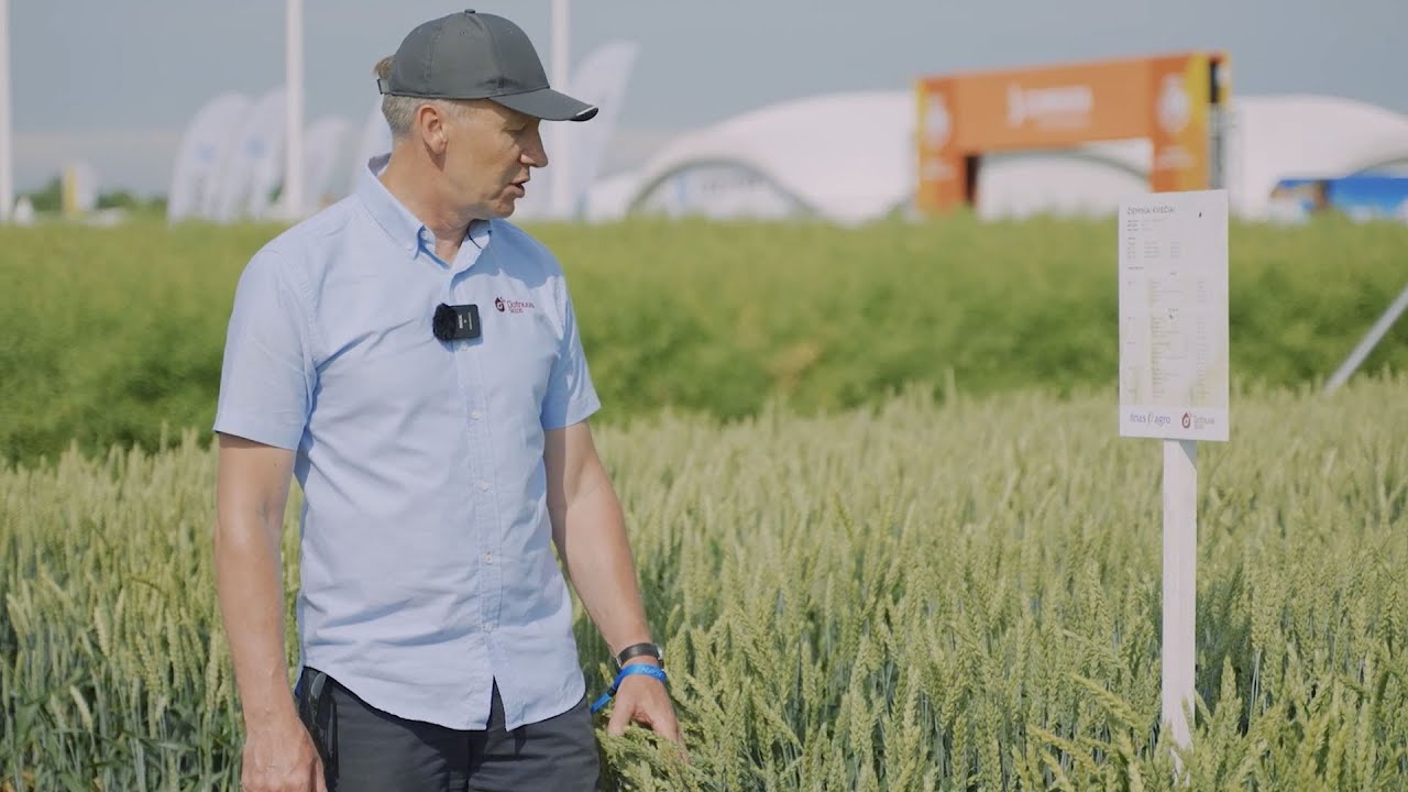 Žieminių kviečių veislės