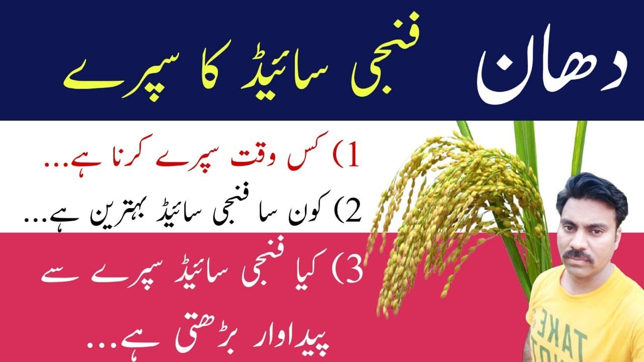Best time for fungicide spray on paddy fields | Best fungicides for rice crop | Abid Ali Agrarian