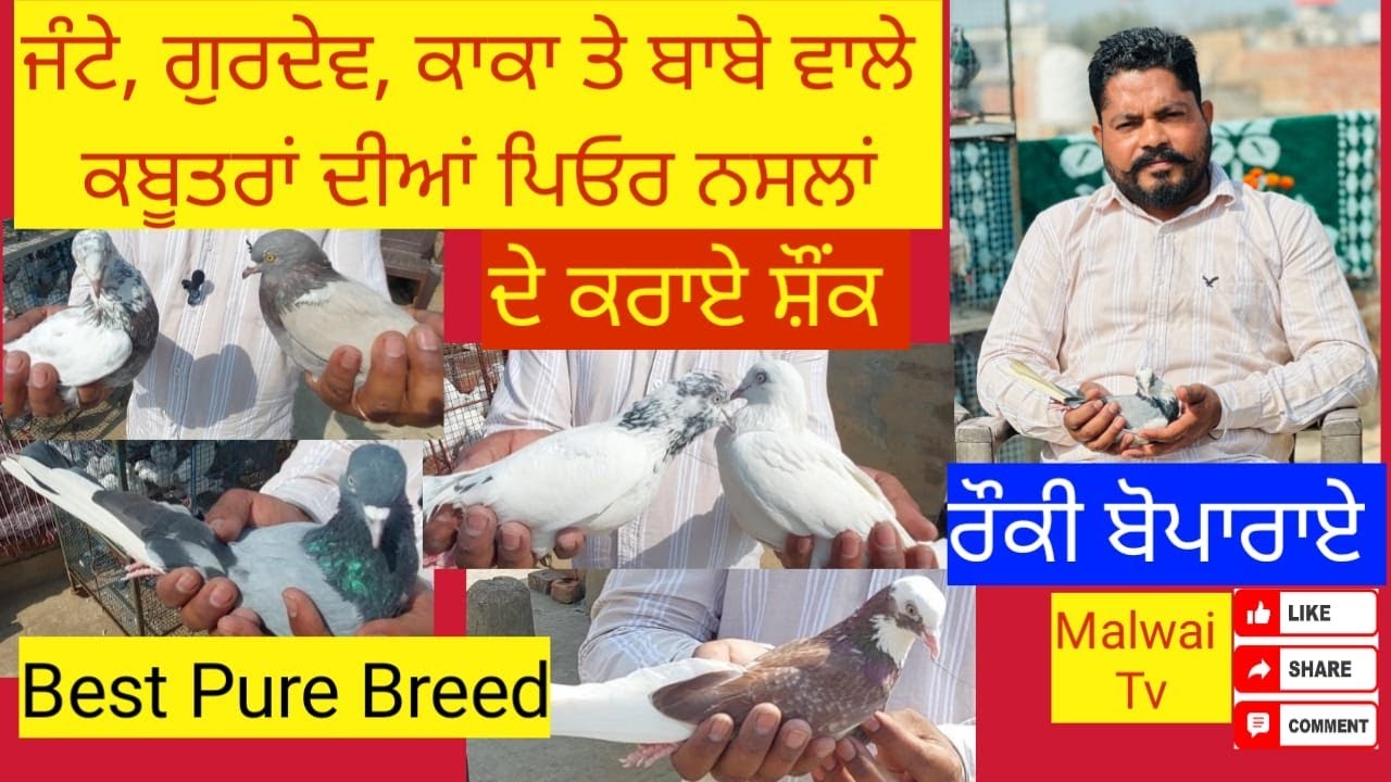 ਰੌਕੀ ਬੋਪਾਰਾਏ ਨੇ ਜੰਟੇ, ਗੁਰਦੇਵ, ਕਾਕਾ ਤੇ ਬਾਬੇ ਵਾਲੇ ਕਬੂਤਰਾਂ ਦਾ ਕਰਾਇਆ ਸ਼ੌਂਕ - Malwai TV