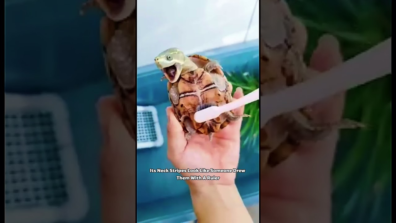 Rare Turtle Species You’ve Never Seen BeforeHashtags: