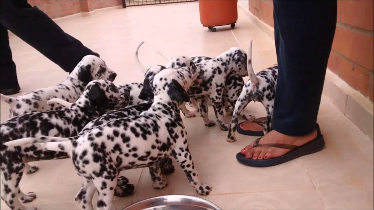 Venta de Cachorros Dalmatas Puros