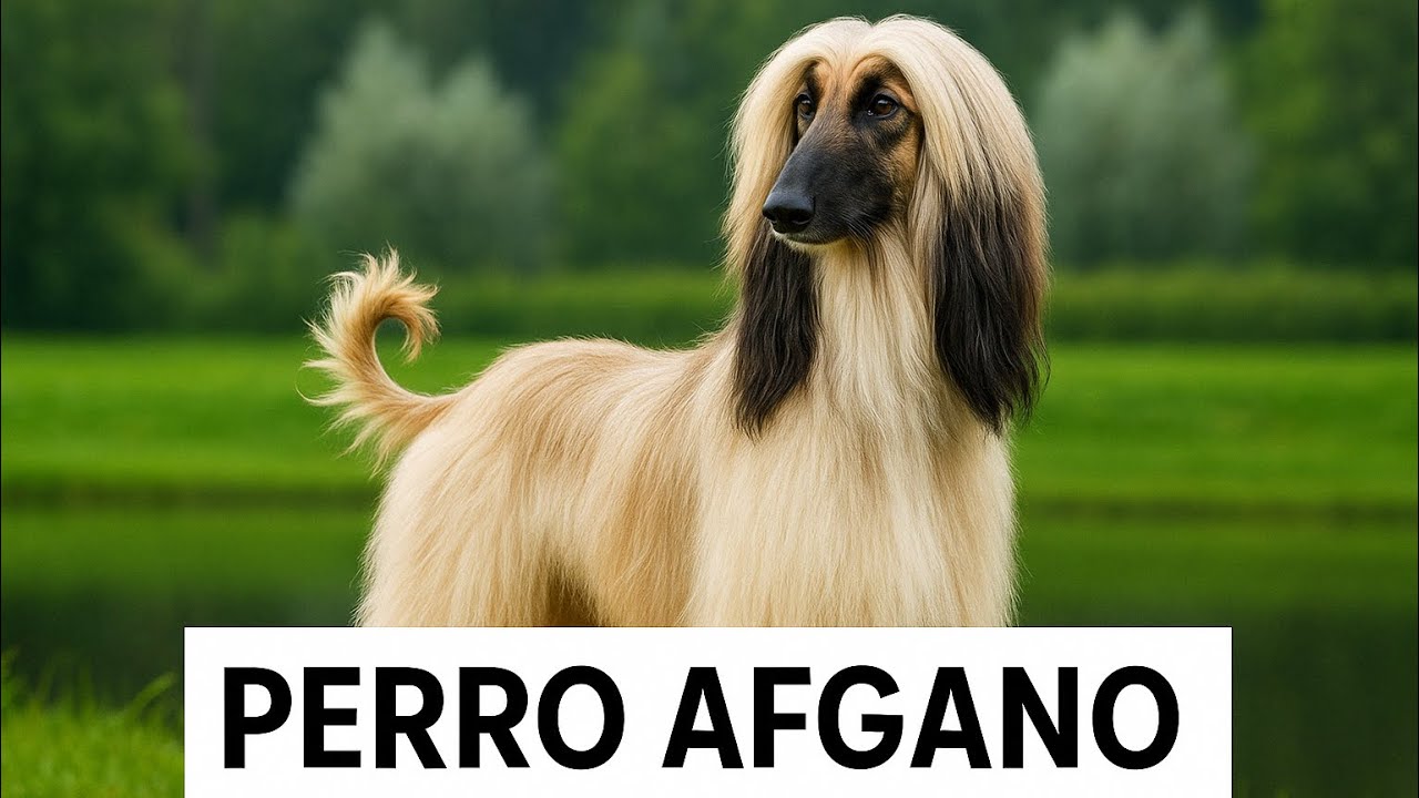 Perro Afgano