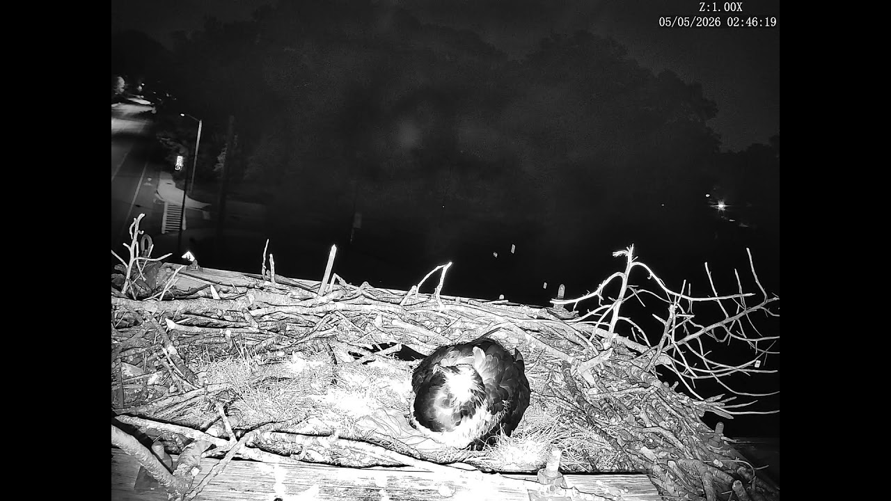 Severna Park Osprey Nest Live Cam
