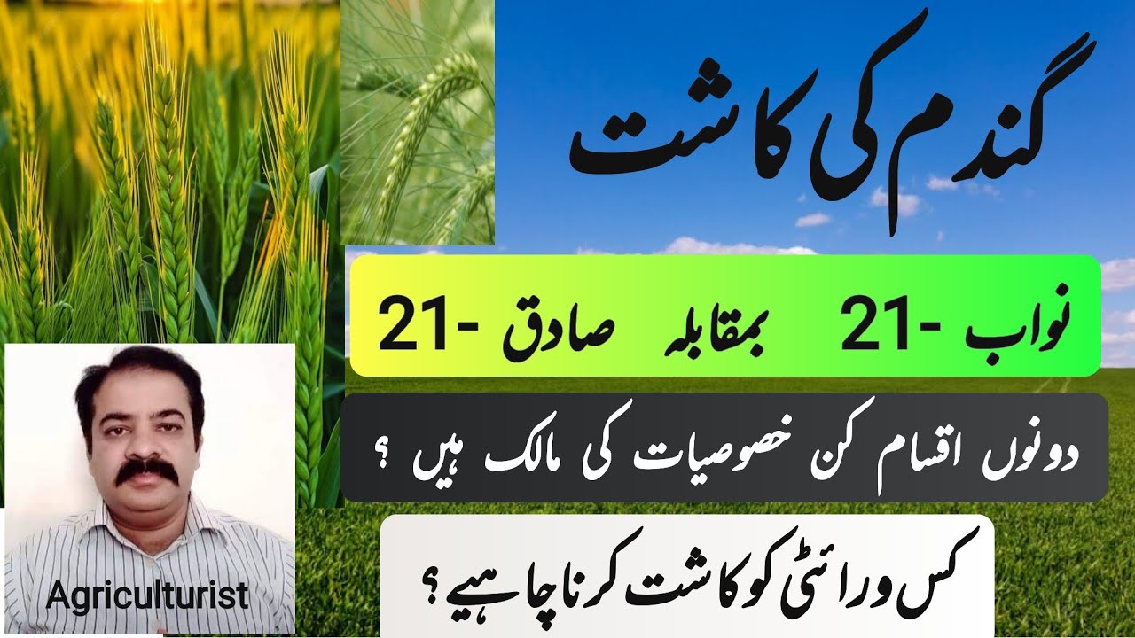 which is best wheat variety | Nawab -21 vs sadiq -21 wheat variety | wheat best variety