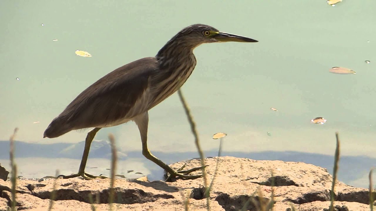 Indian Pond Heron - Paddybird - ( Ardeola Grayii )