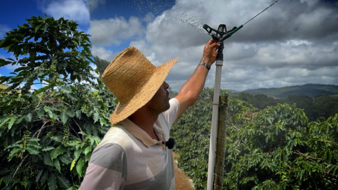 MAIOR PRODUÇÃO DE CAFÉ P/1.000 plantas DA REGIÃO