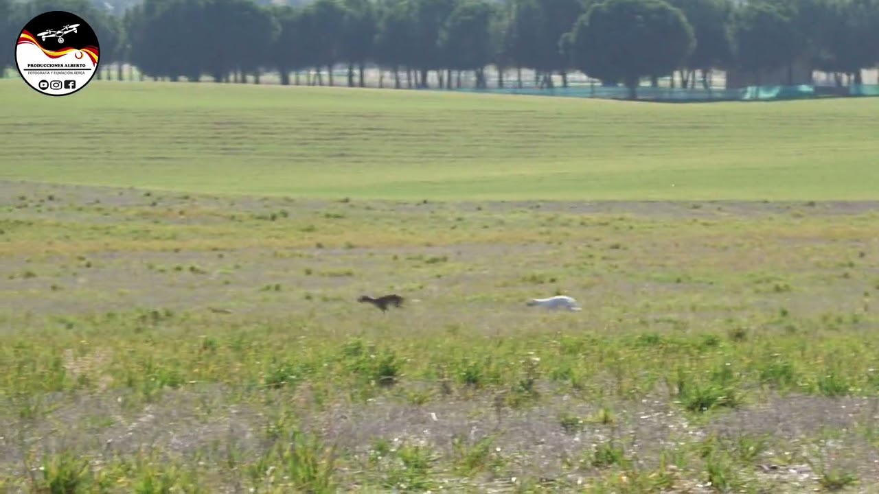 CARRERAS DE GALGOS DESDE DRON , CERCON DE NOV&Eacute;S