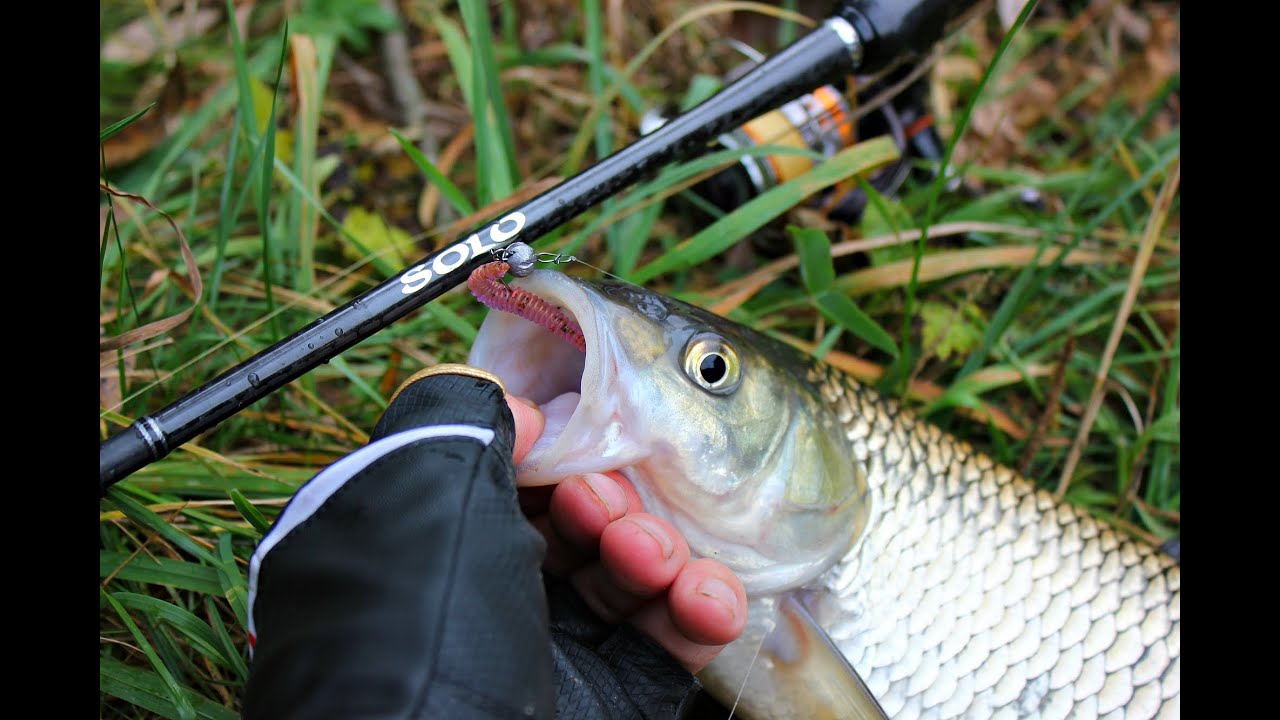 Favorit Solo & Big Chub!