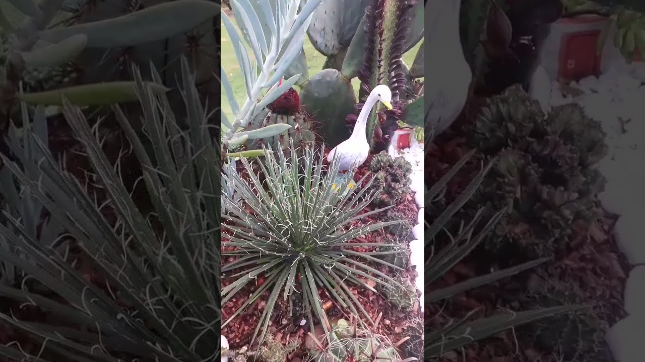 CACTOS LINDOS
