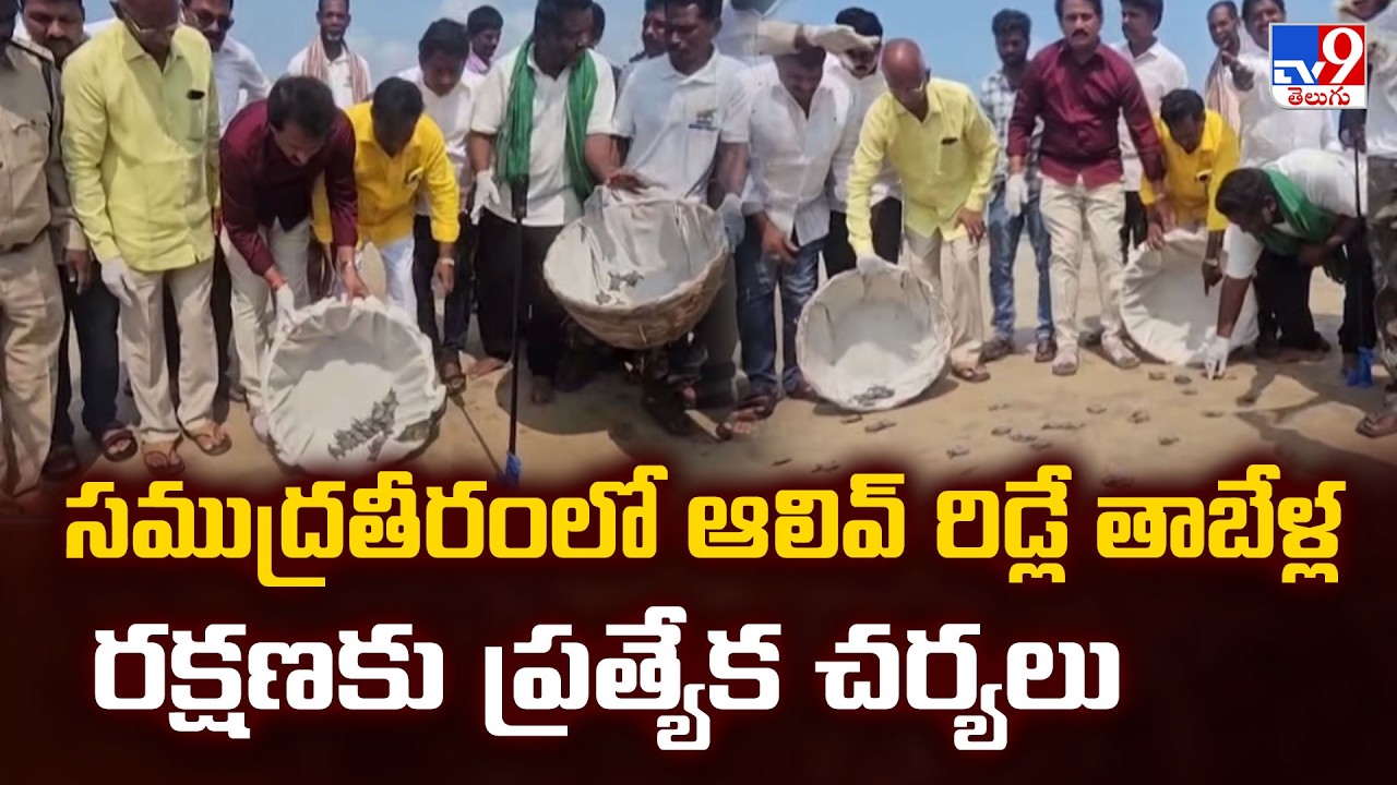 Olive ridley sea turtle : సముద్రతీరంలో ఆలివ్ రిడ్లే తాబేళ్ల రక్షణకు ప్రత్యేక చర్యలు - TV9