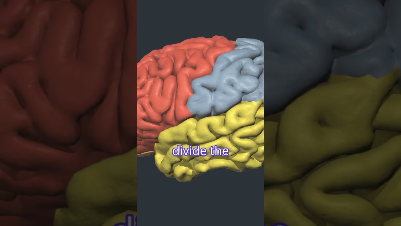 Cortical Anatomy Made Simple: Gray Matter, White Matter, Gyri & Sulci