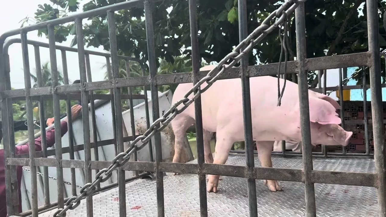 Heo Biểu 120-130kg CP tràn trề!!!! Sập Giá ngày 14/8/25 58k/kg
