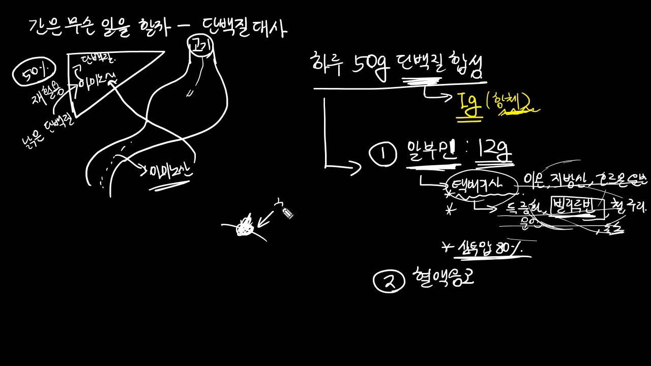 간은 무슨 일을 할까 (간기능) - 단백질대사