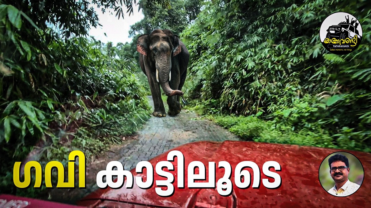 ആങ്ങമൂഴിയിൽ നിന്നും കോട നിറഞ്ഞ ഗവിയിലേക്ക് ഒരു വനയാത്ര😍 #gavi 