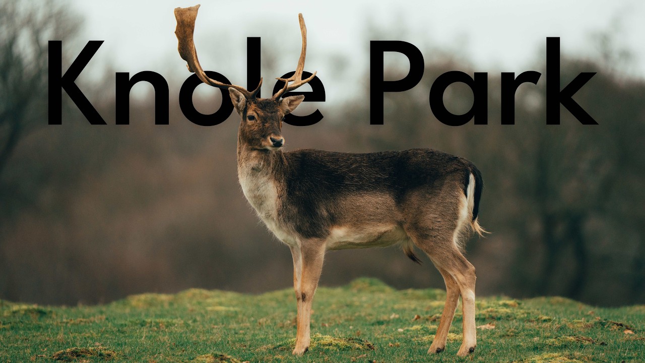 Knole Park - Sony A7IV