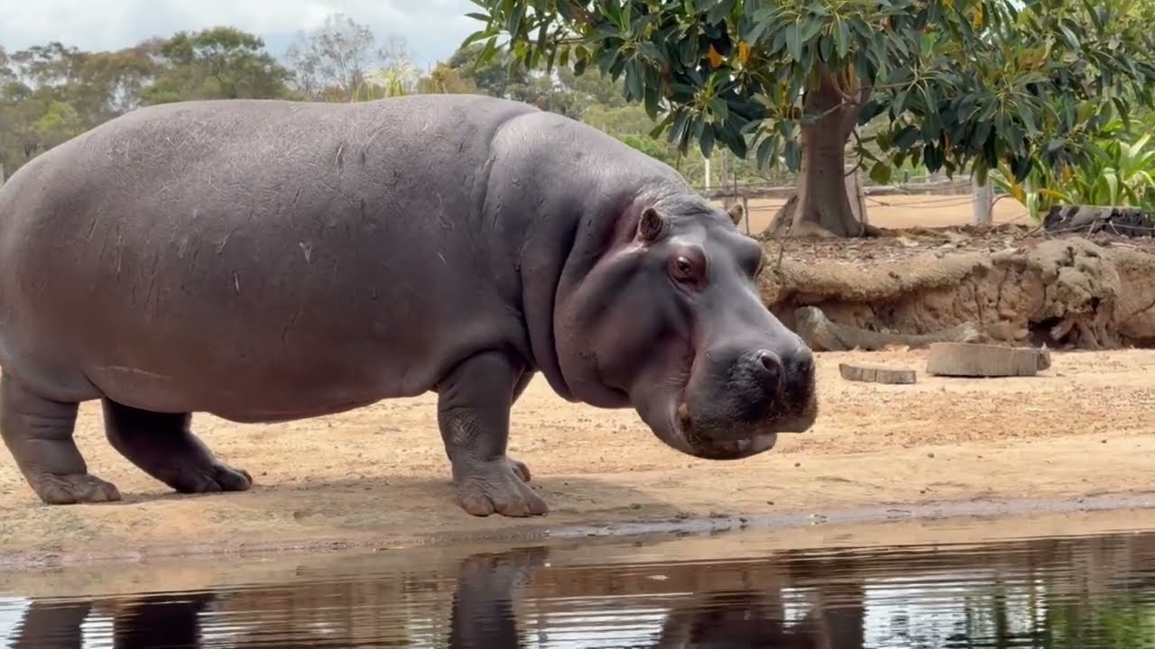 Africa Savannah 4K 2025 | Wildlife & Music