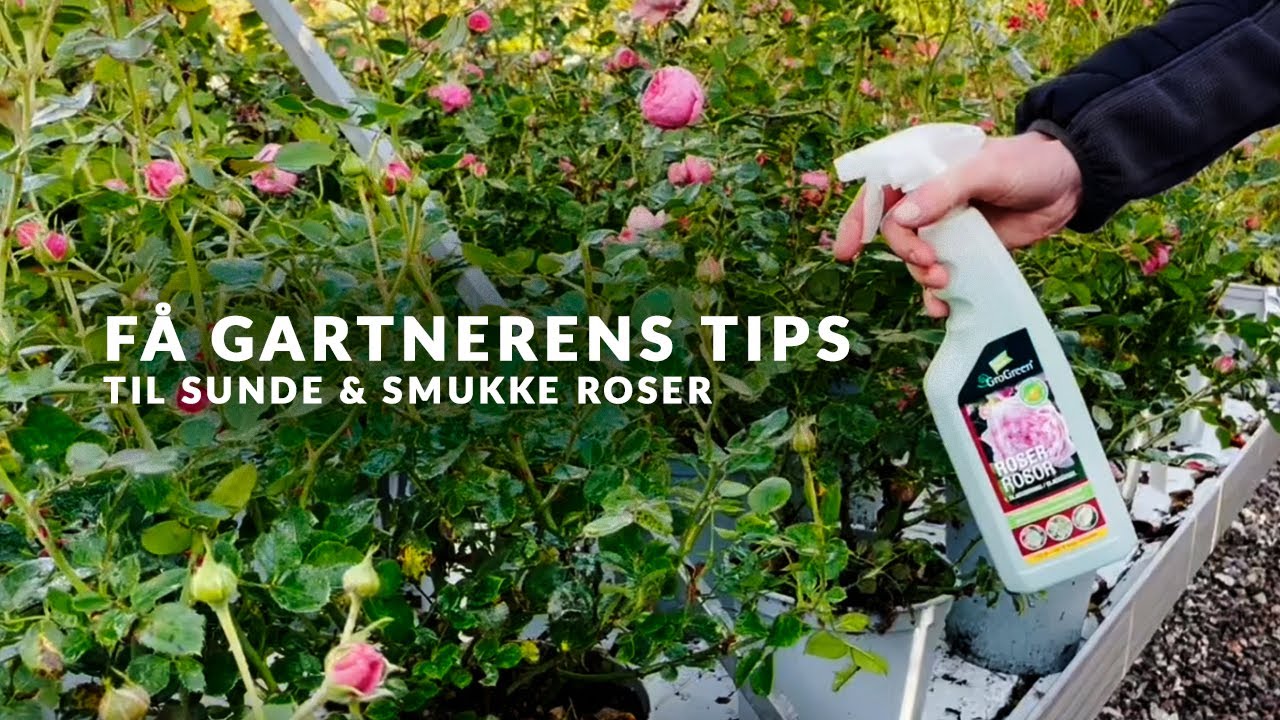 Roser 🌹 Undgå Meldug og gule blade. Få gode råd af en gartner