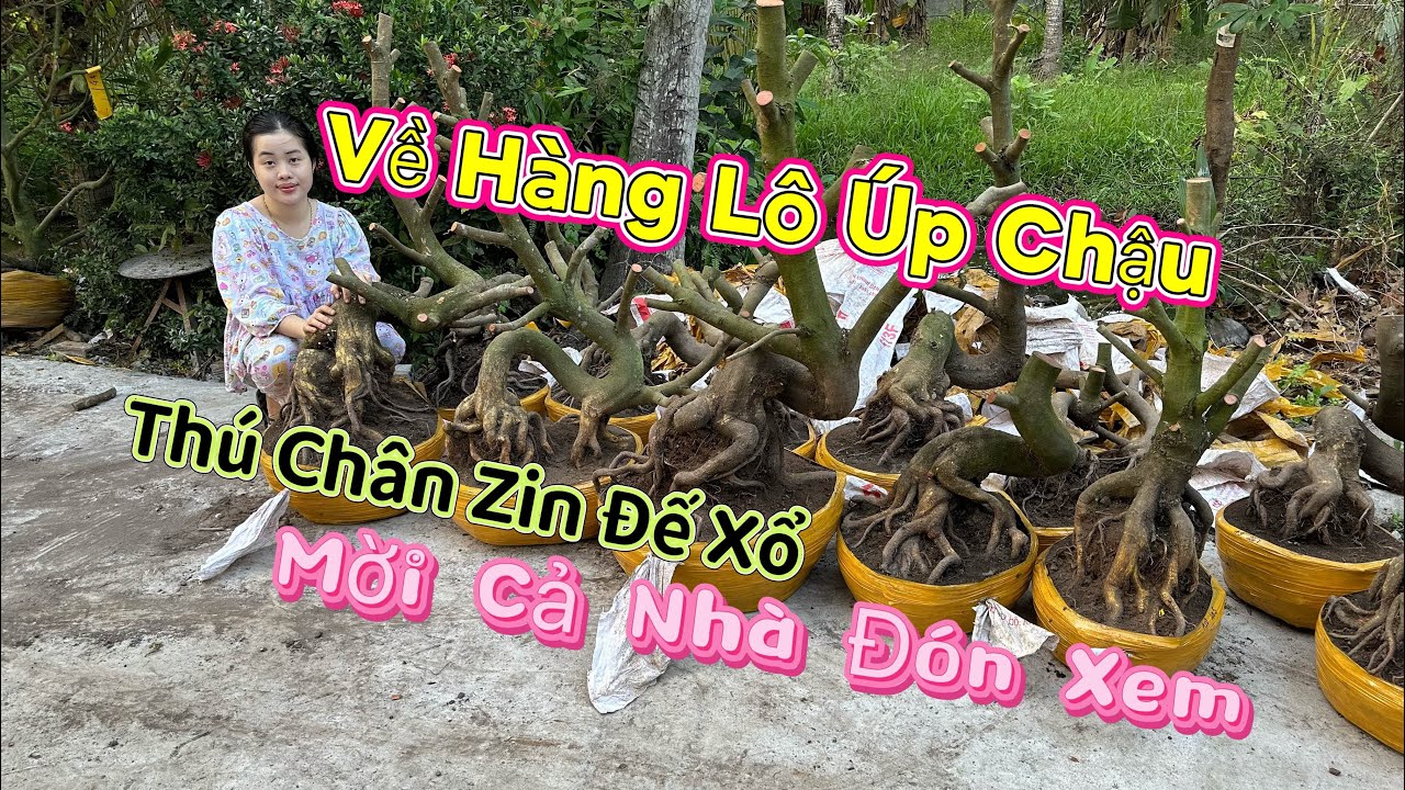 5/3 ☎️0386768133 Em Như mới nhập đội lô mai úp chậu mời cả nhà đón xem (chợ gạo tiền giang)