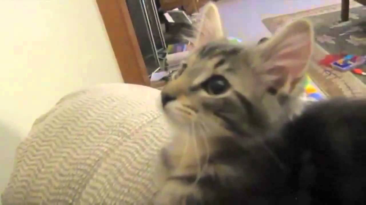 Cat Yelling Like Goats Yelling Like Humans
