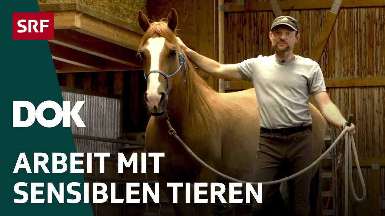 Der Pferdeflüsterer und sein Mustang – Pferdetraining im Appenzellerland | DOK | SRF