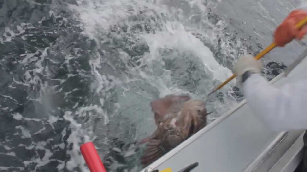 Trophy Lingcod