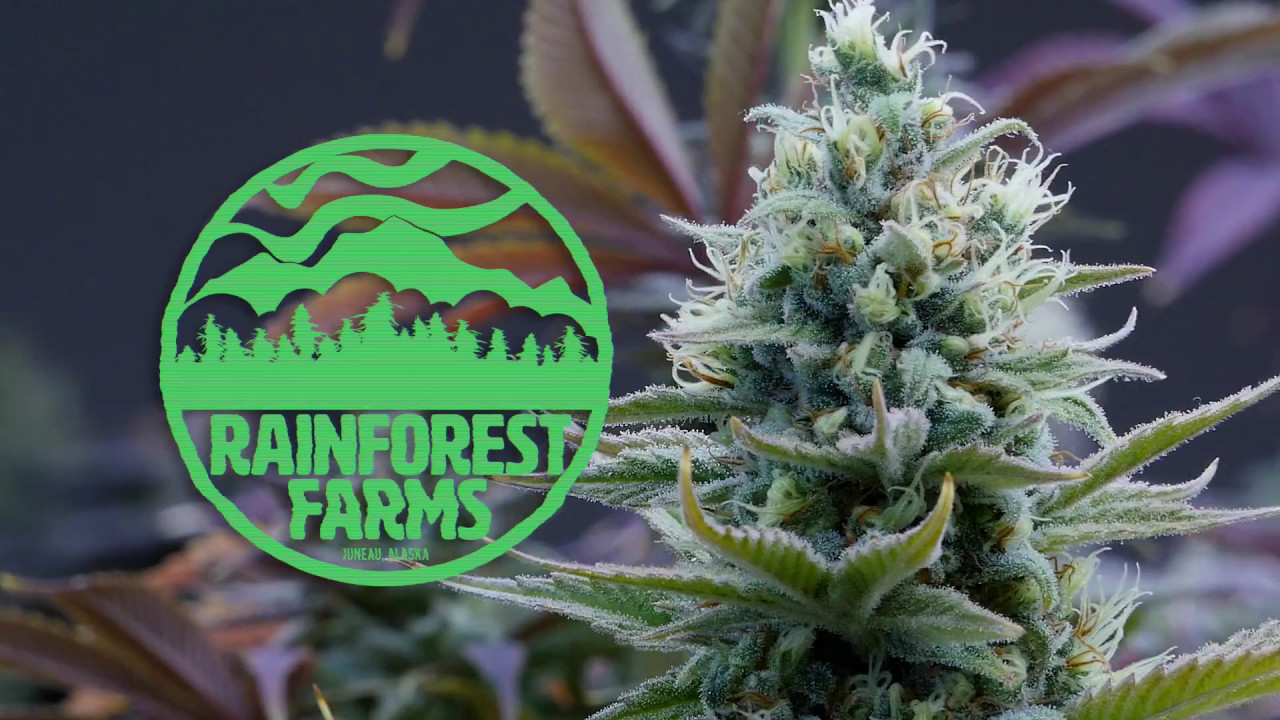 Juneau, Alaska's First Marijuana Dispensary's Initial Crop