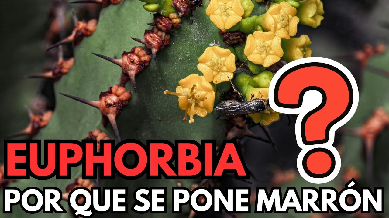 EUPHORBIA ¿está enferma? 