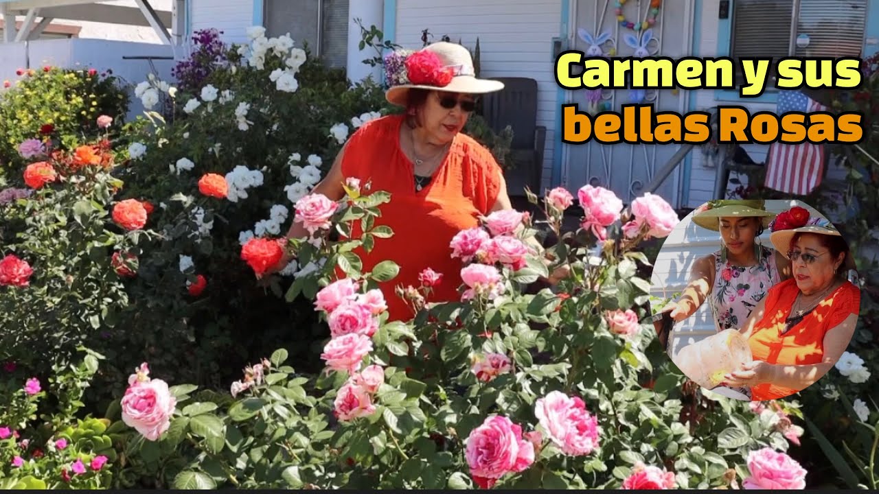 CARMEN LA REINA DE LOS ROSALES | Carme es una experta en  manejar rosales en perfectas condiciones