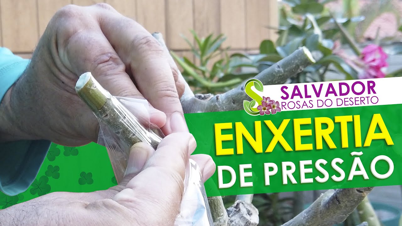 Aprenda a fazer enxerto de press&atilde;o a forma preferida dos maiores cultivadores de rosas do deserto