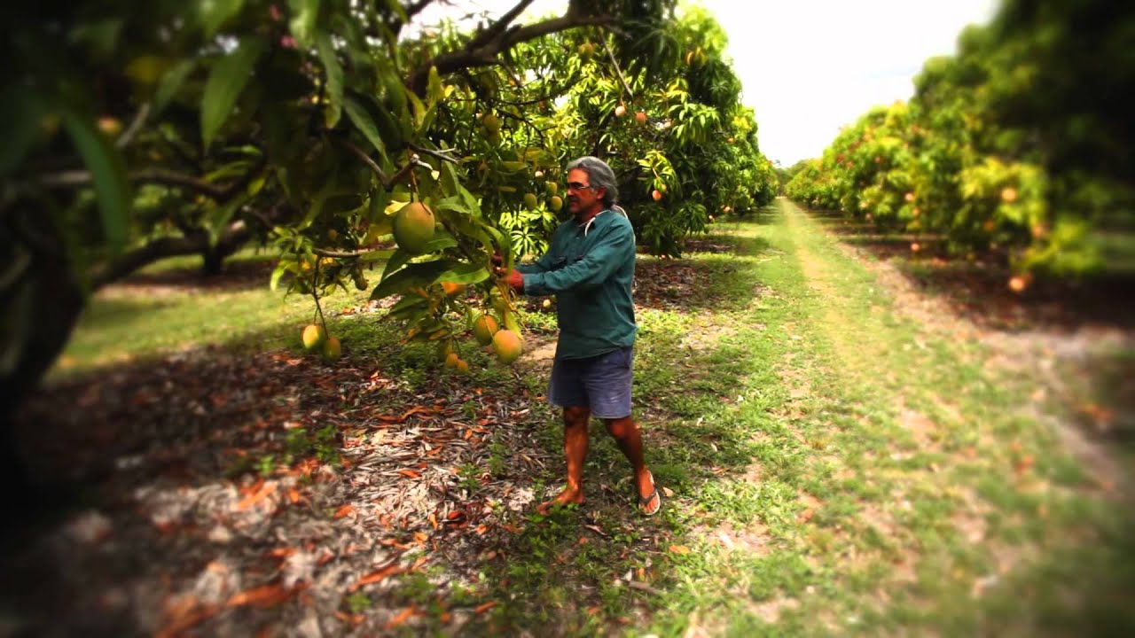 Kensington Pride Mangoes