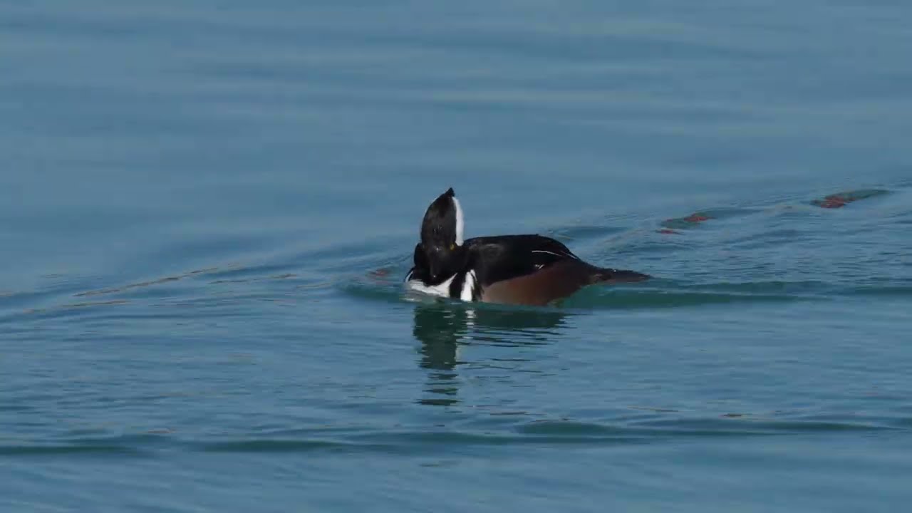 North American Common Mergansers, Common Goldeneye, Greater Scaup, Hooded Mergansers on a USA lake