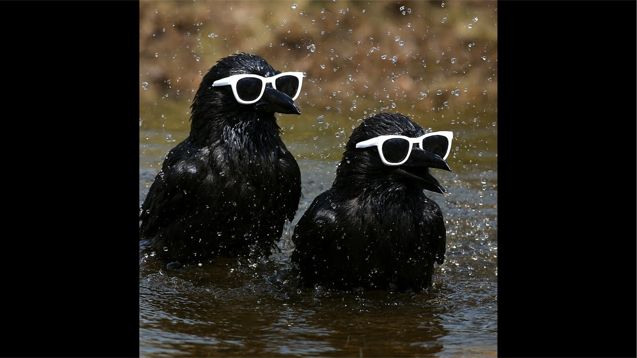 ☆ももロクお世話ライブ🐦‍⬛🐦‍⬛✨☆ 26/2/1 #crow #birds #カラス 