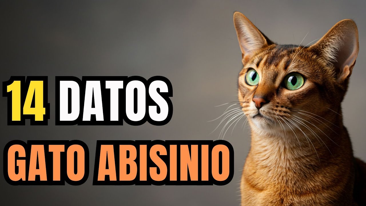 Descubre 14 Datos del Gato Abisinio - Elegancia y misterio del Antiguo Egipto