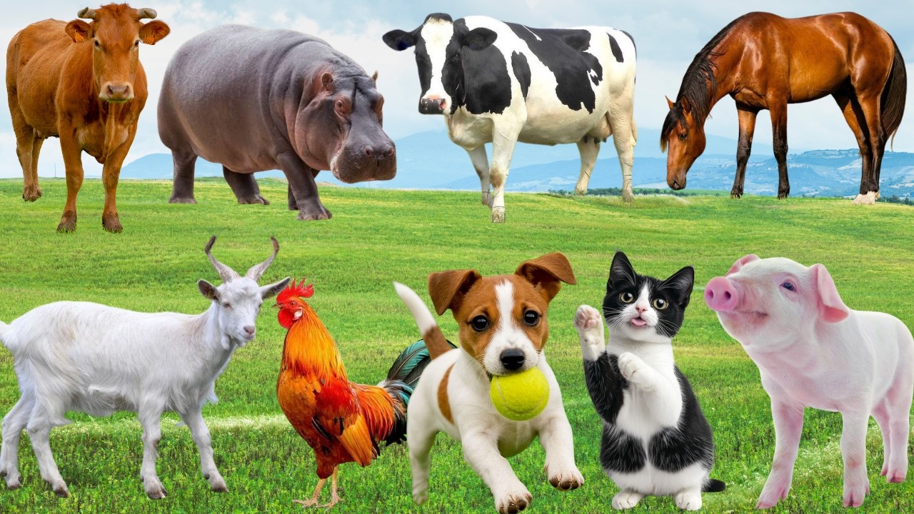🌿 Khi Ch&oacute;, M&egrave;o, Heo & G&agrave; &ldquo;Ngẫu Hứng H&ograve;a Ca&rdquo; &ndash; Đồng Qu&ecirc; Viết N&ecirc;n Bản Nhạc Y&ecirc;u Thương | Animals 🐶🐱🐷🐓