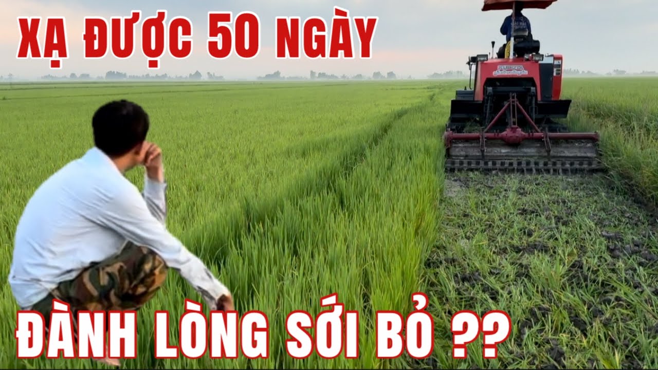 Lúa OM 5451 Sắp Trổ Bất Ngờ Chủ Ruộng Kêu Máy xới Bỏ Hết 42 Công Đất Thật Khó Hiểu