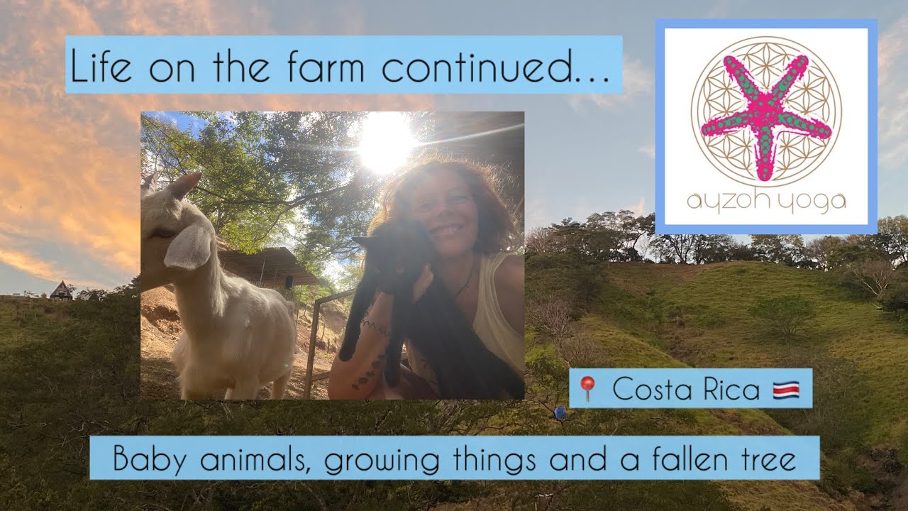 Baby animals, growing things and a fallen tree 🩵🦋 life on the farm 🥰