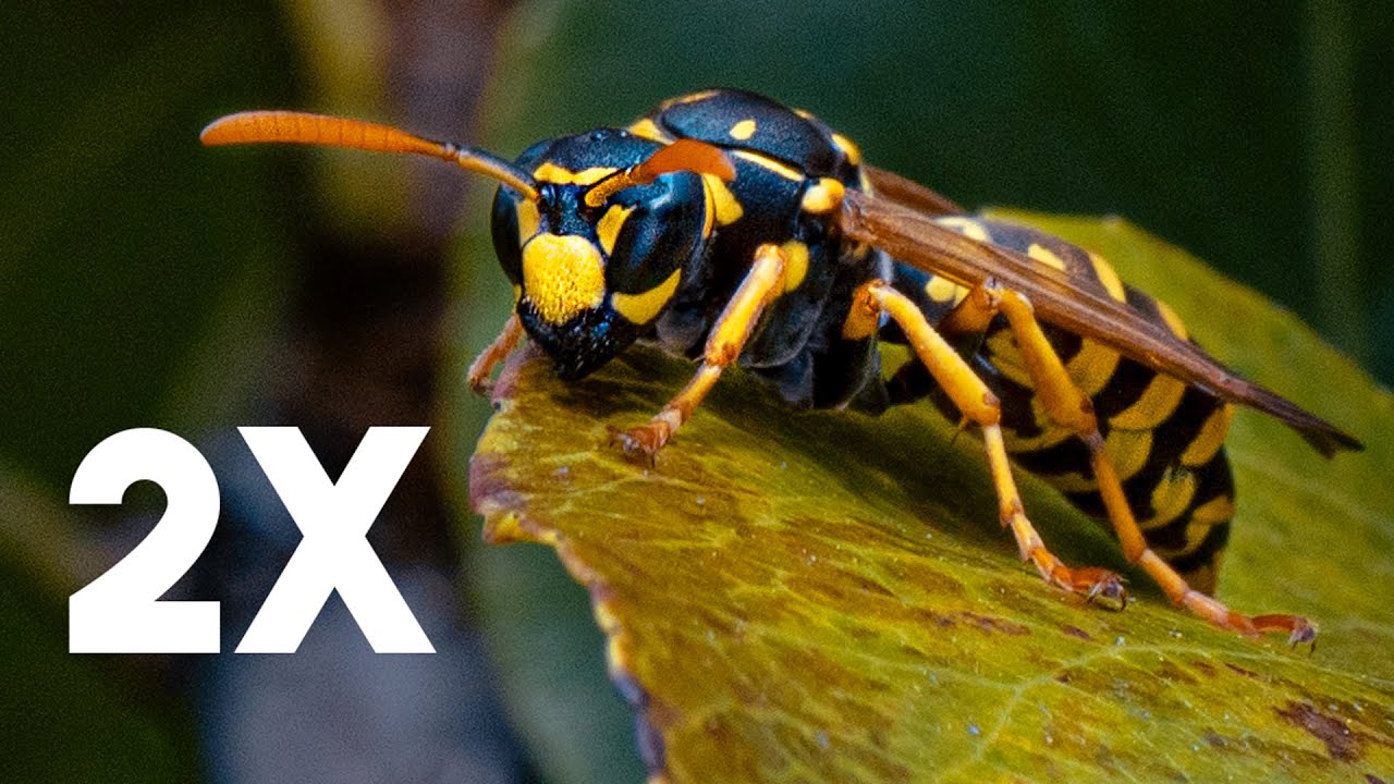 This Macro lens is on Another Level