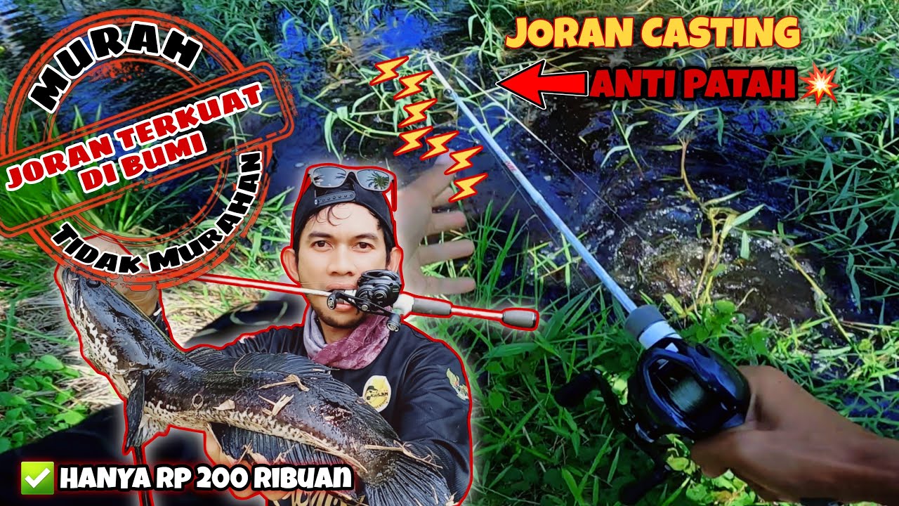 CASTING GABUS HARUAN DENGAN ARTEMIS PURE JORAN TERKUAT DI BUMI MURAH TAPI GAK MURAHAN