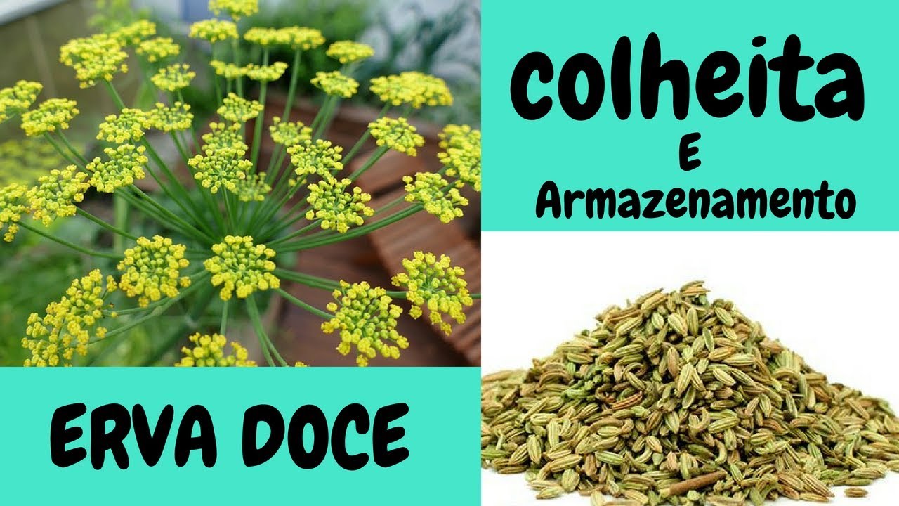 Colheita de erva doce e como desidratar e armazenar para durar mais tempo (funcho)