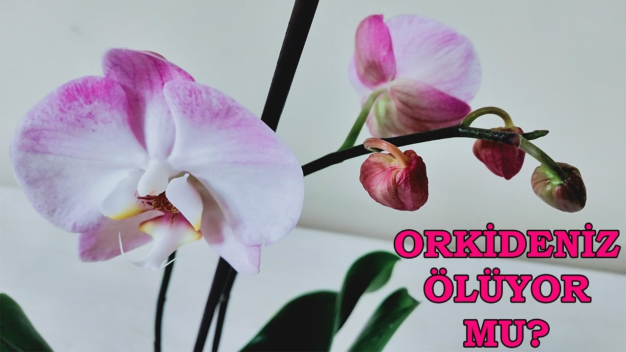 Orkideniz Ölüyor mu? Orkide Çiçekleri ve Yaprakları Neden Dökülür, Orkide Hastalıkları, Orchid Care