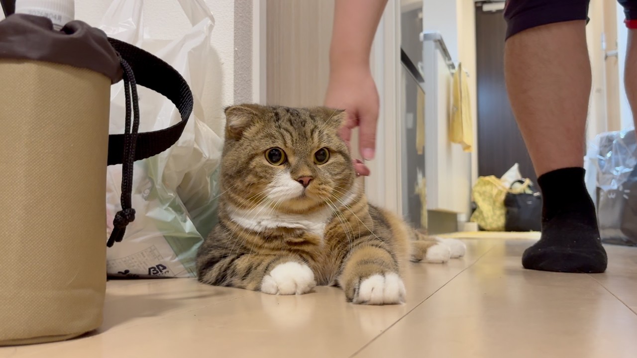 来客で賑やかな部屋で猫はこんな感じになっちゃいました
