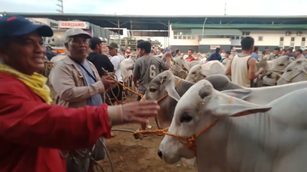 Tumubo kaya ngayon ang mga magbabaka.(Jan.23, 2026)  #livestock #viralvideo #cattle #cow #bulls 