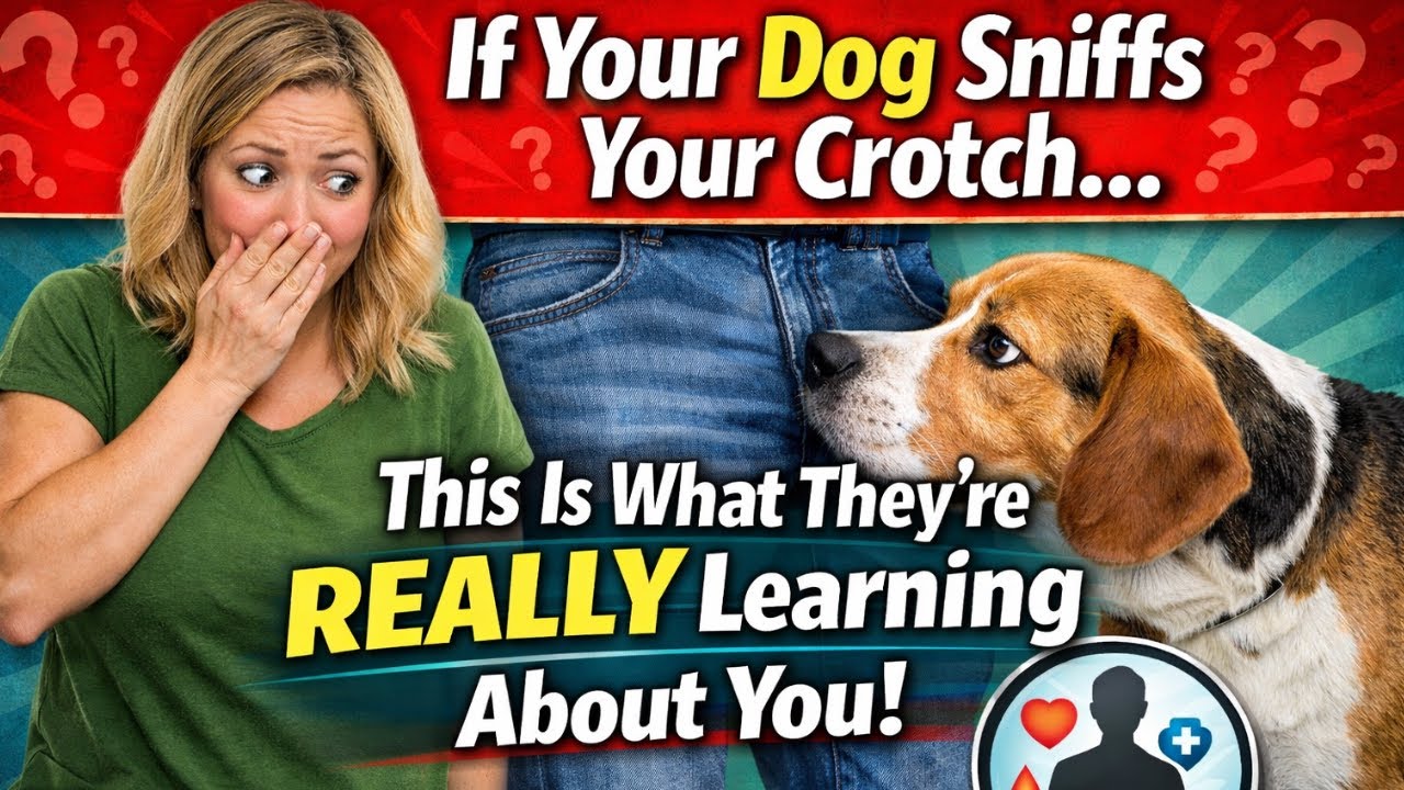 Your Dog Isn’t Being Weird… Here’s Why They Sniff Your Crotch 🐶