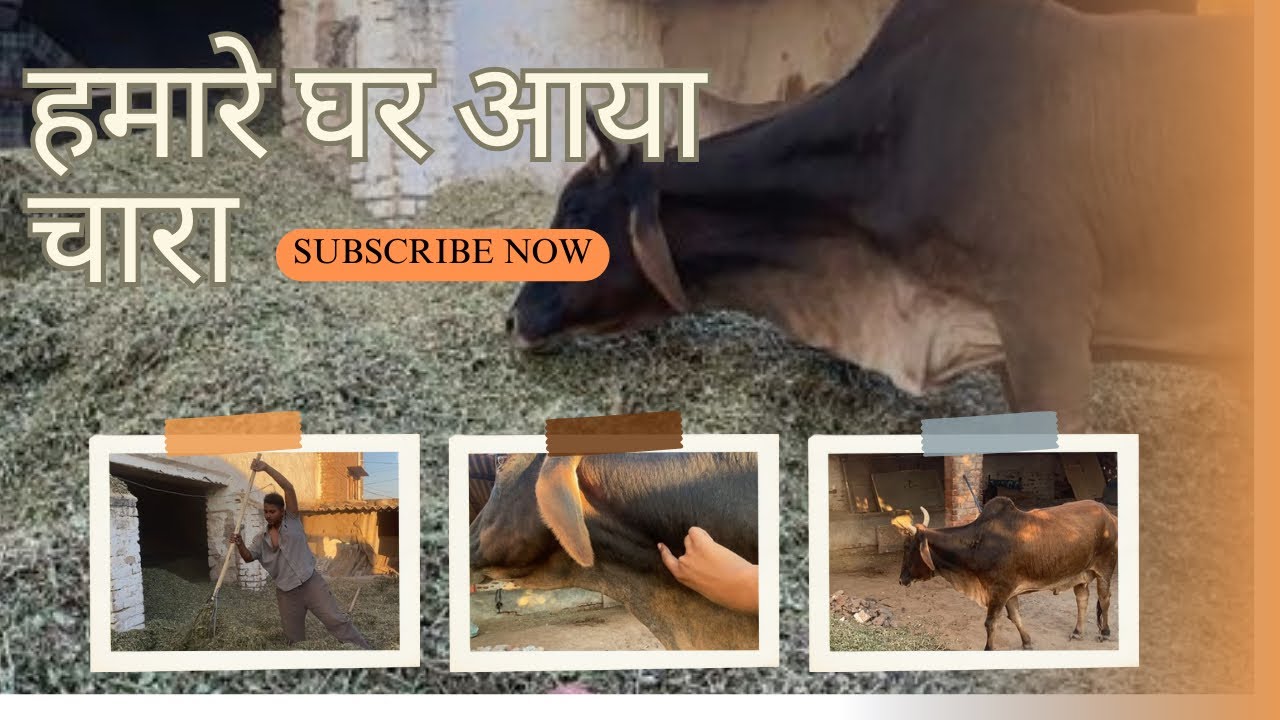 आ गया ढेर सारा चारा! 😍 अब पशु रहेंगे खुश | Daily Village Vlog