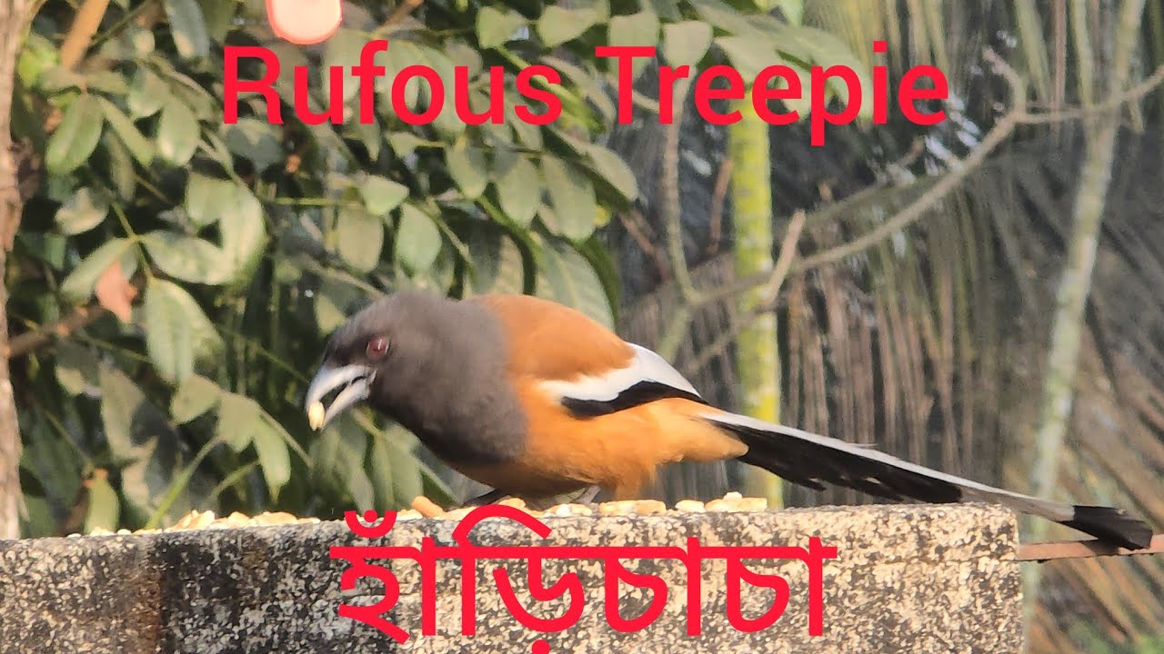 Rufous treepie l হাঁড়িচাচা । hungry birds l birds daily suffering for food l