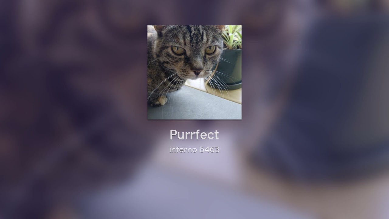 Purrfect