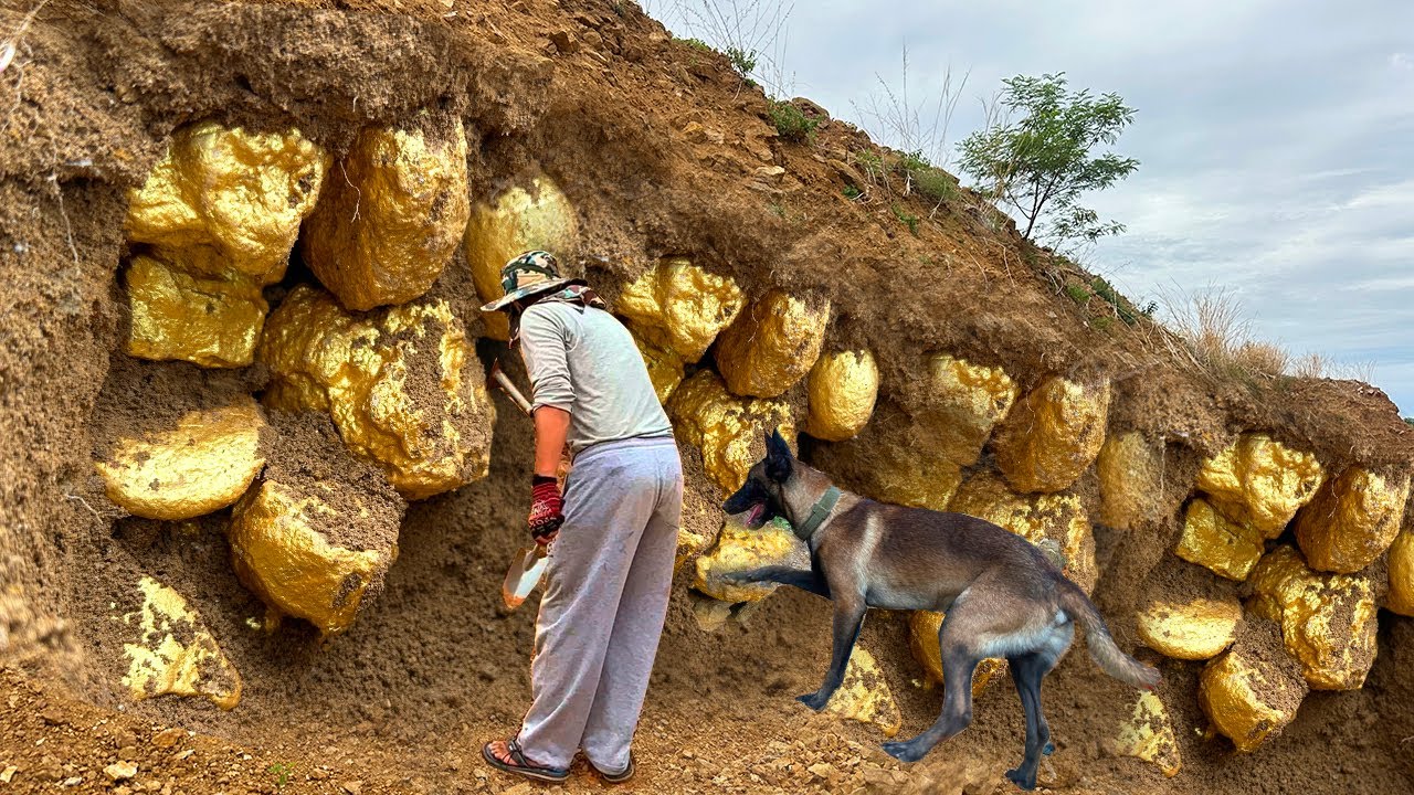 Amazing Mining a lot TREASURES GOLD by K9 DOG - Skills Man & Dog Searching Gold Under Stone