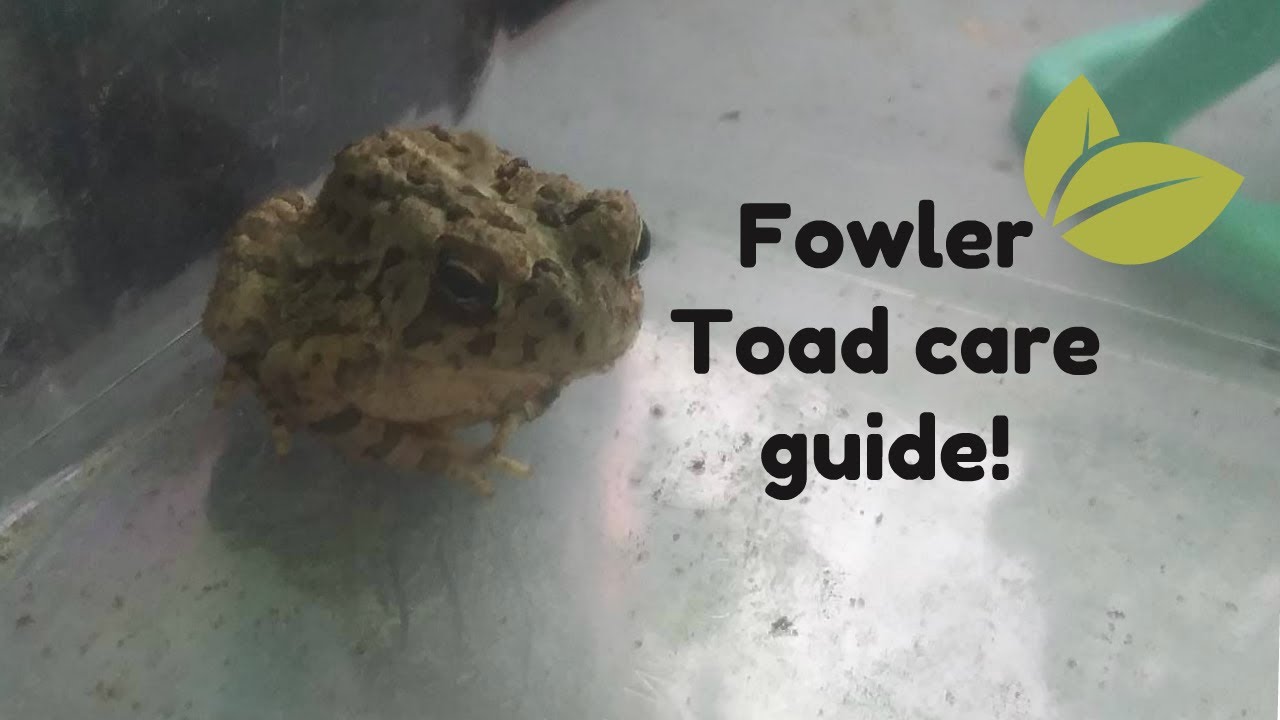 Fowlers Toad Care Guide | Toads 101