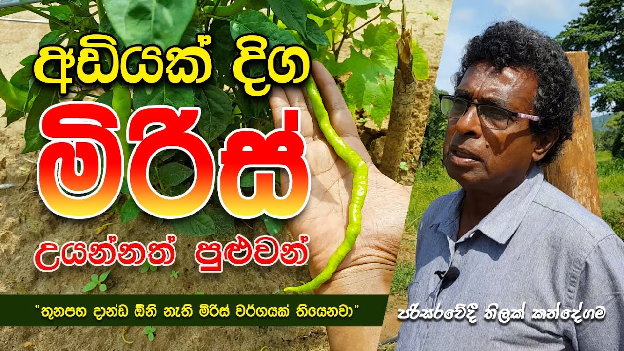 අඩියක් විතර දිග මිරිස් - තිලක් කන්දේගම / Chili variety Sri Lanka @ThilakKandegama